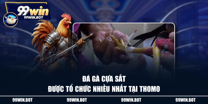 Đá gà cựa sắt được tổ chức nhiều nhất tại Thomo