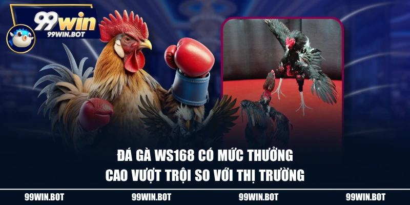 Đá gà WS168 có mức thưởng cao vượt trội so với thị trường