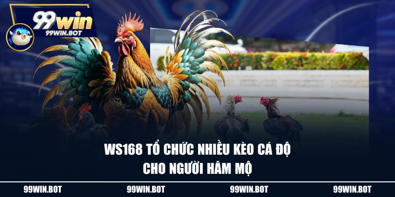WS168 tổ chức nhiều kèo cá độ cho người hâm mộ
